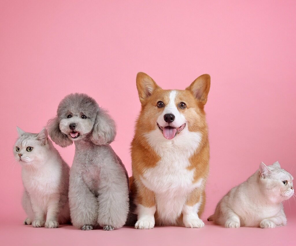 pets, cat, dog-3715733.jpg